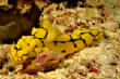 Australian_Diving/DSC_0039_466.JPG