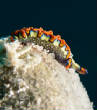 Cozumel_Janyary_2014/COZ_Nudi20140106Cropped-2.jpg