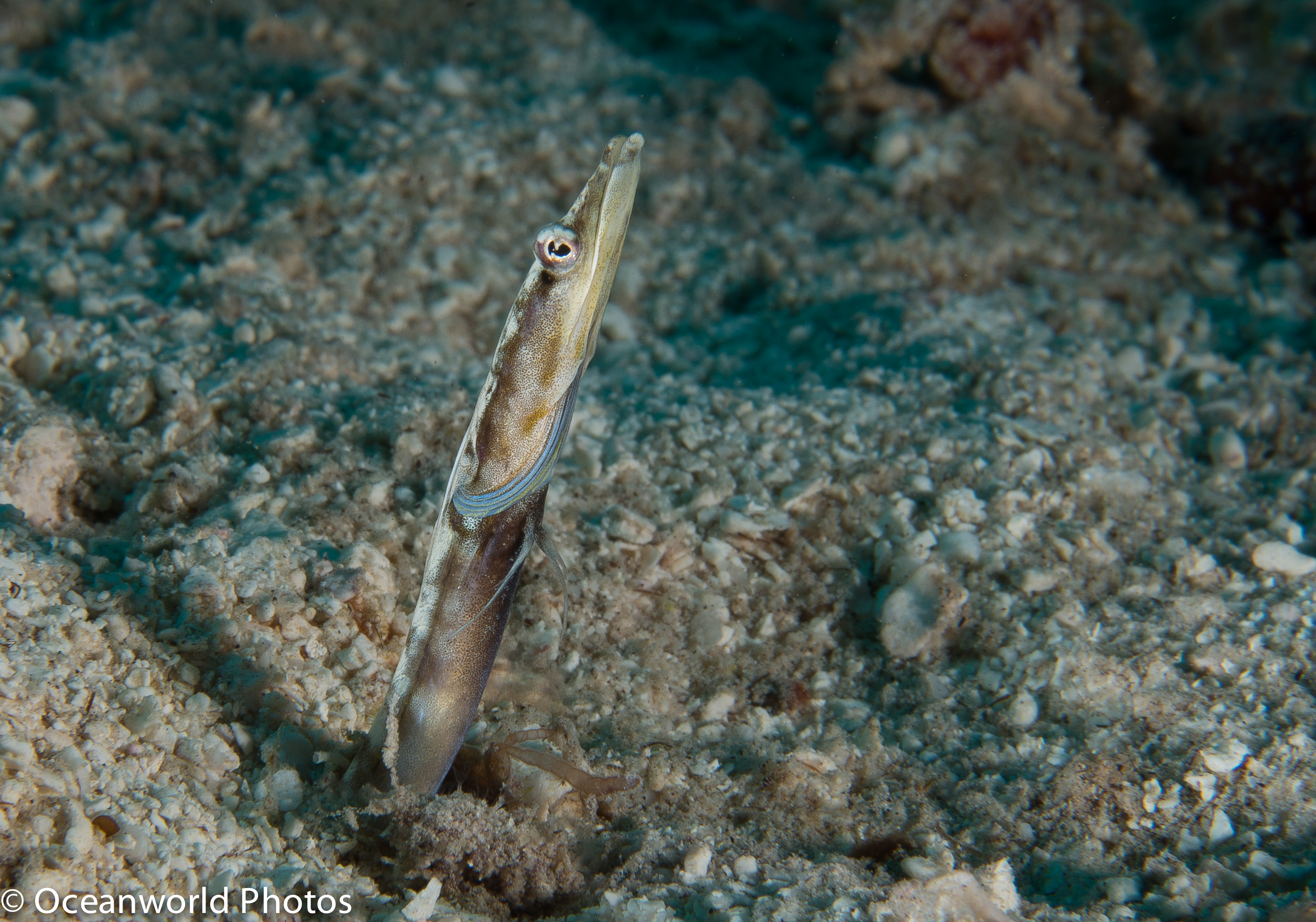 Cozumel_Janyary_2014/Bluethroated_Pike_Blenny.JPG