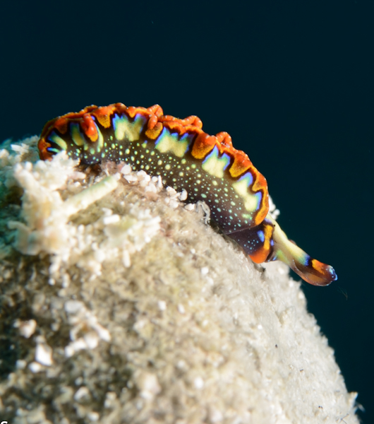 Cozumel_Janyary_2014/COZ_Nudi20140106Cropped-2.jpg