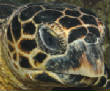 Cuba_Spring_2011/Hawksbill_Turtle_close_up.JPG