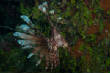 Cuba_Spring_2011/Leo_lefty_Lionfish.JPG