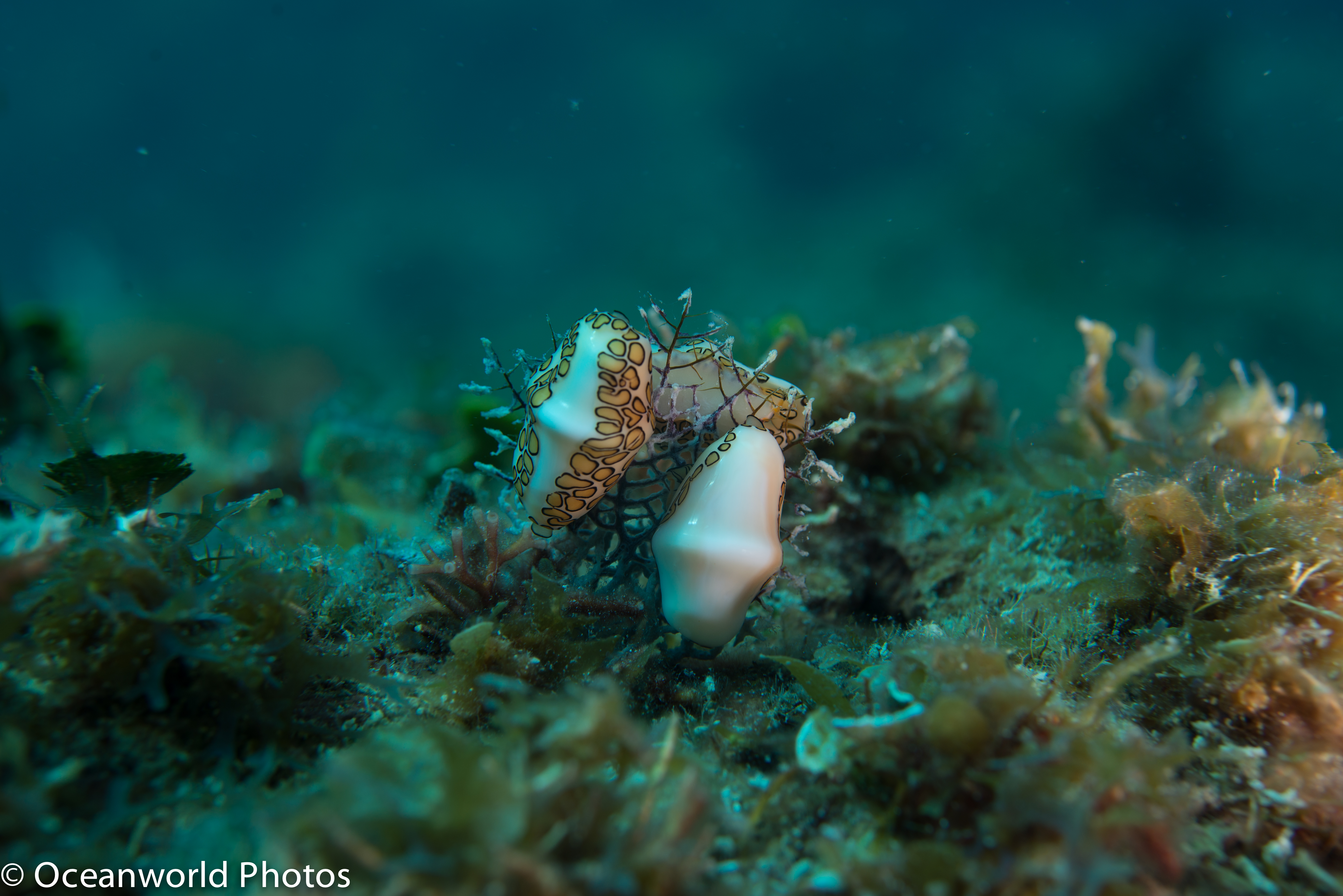 Isla_Mujeres_July_2013/Flamingo-Tongue.JPG