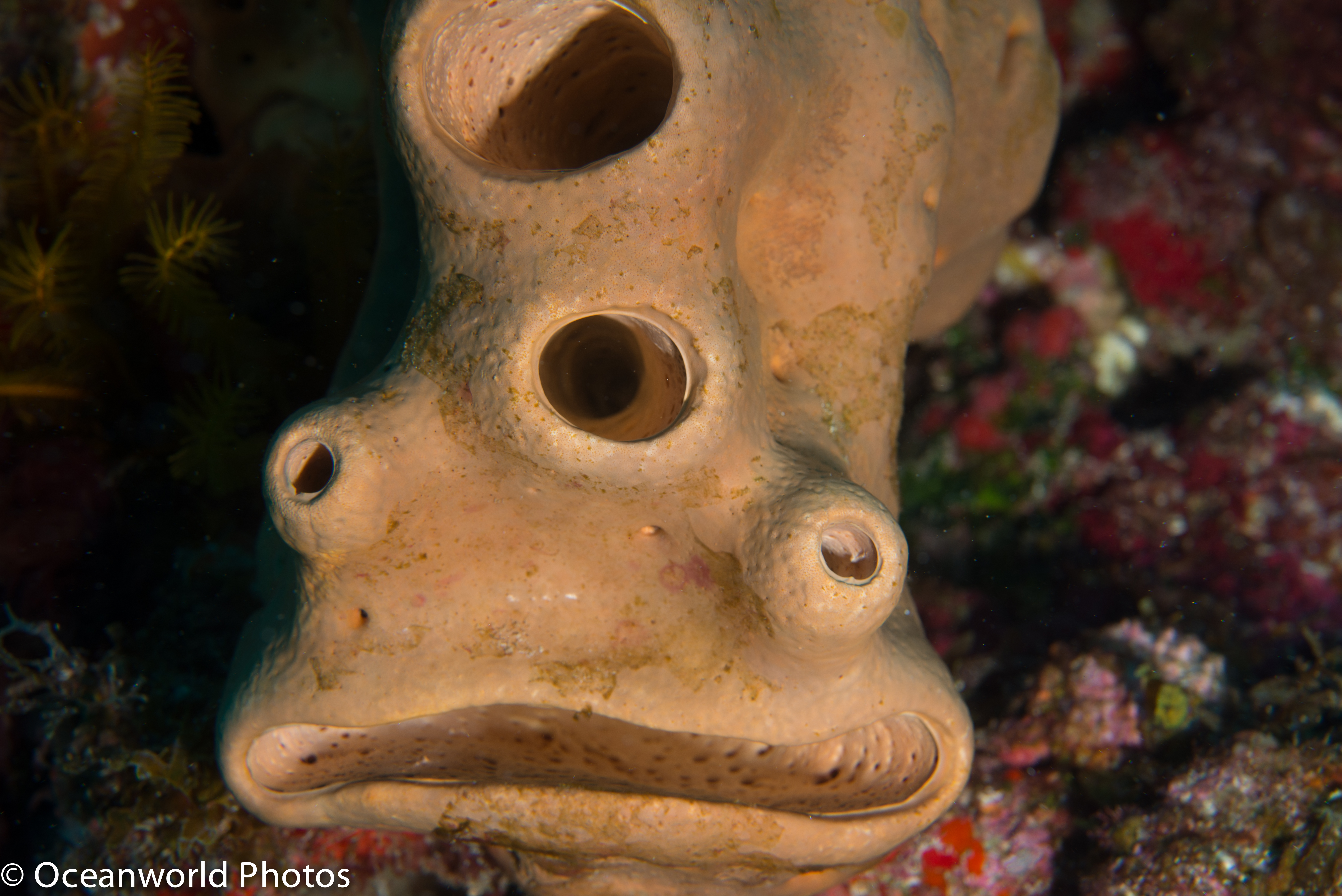 Isla_Mujeres_July_2013/Funnyface_Sponge.JPG