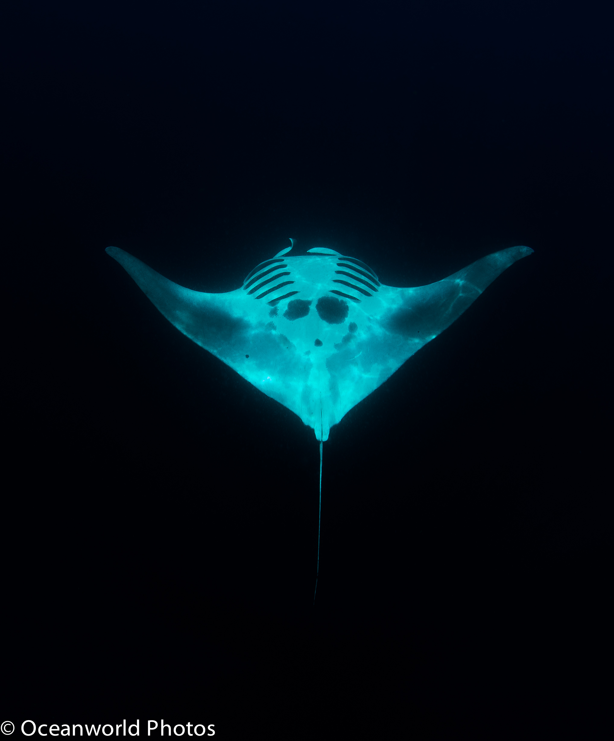 Isla_Mujeres_July_2013/Manta.jpg