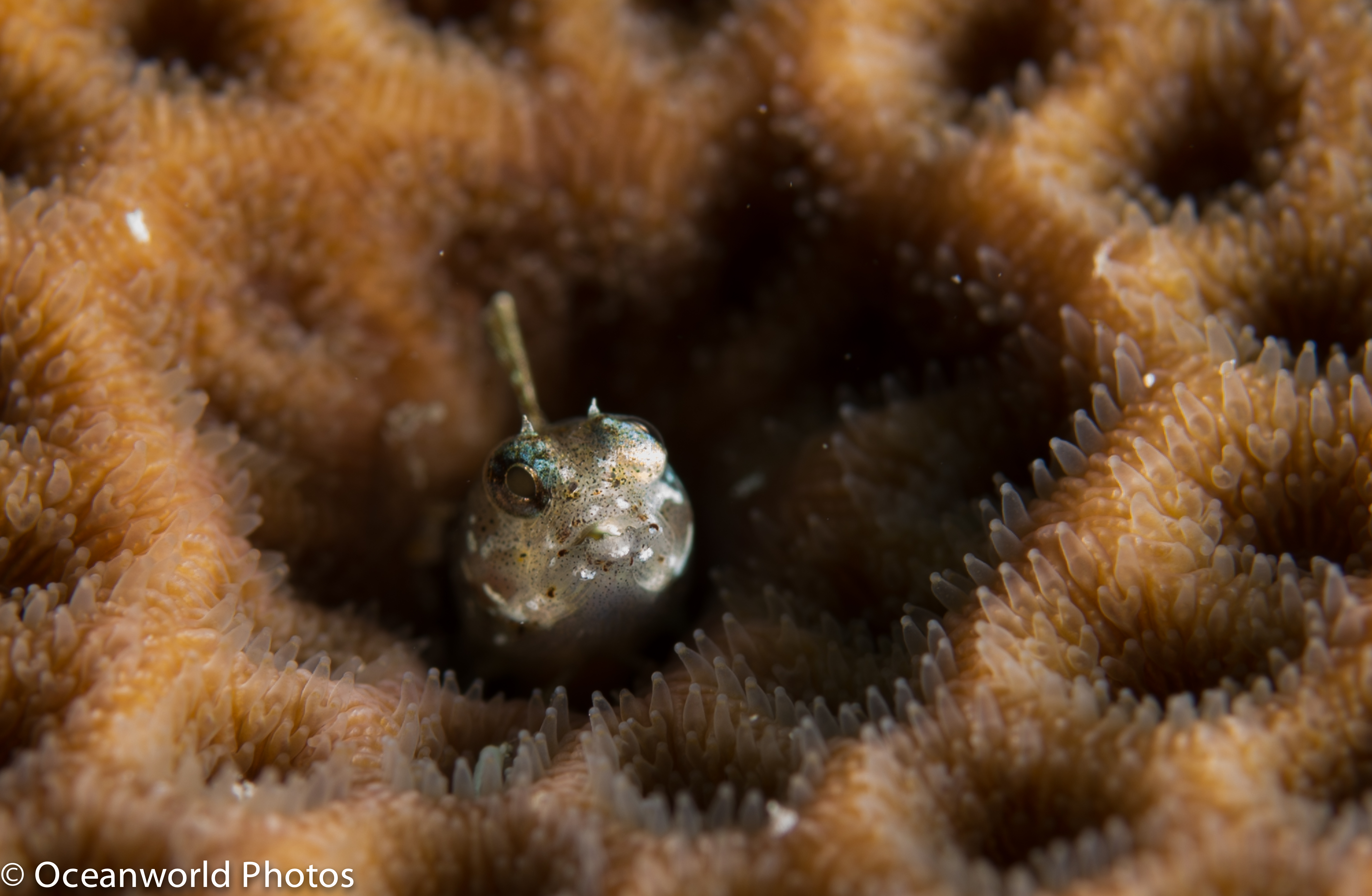 Isla_Mujeres_July_2013/Molly-Miller-Blenny.JPG