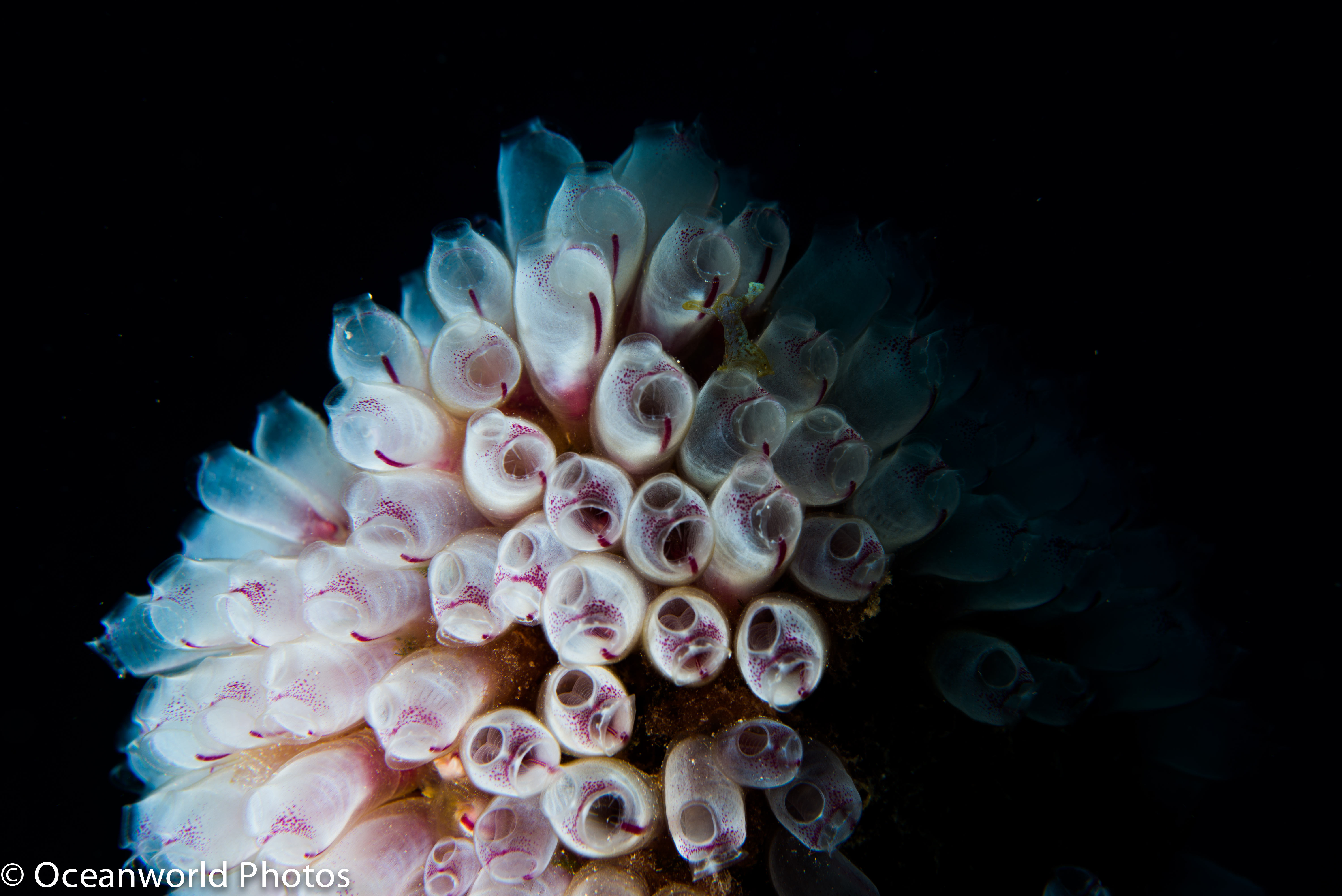 Isla_Mujeres_July_2013/Painted-Tunicate.JPG