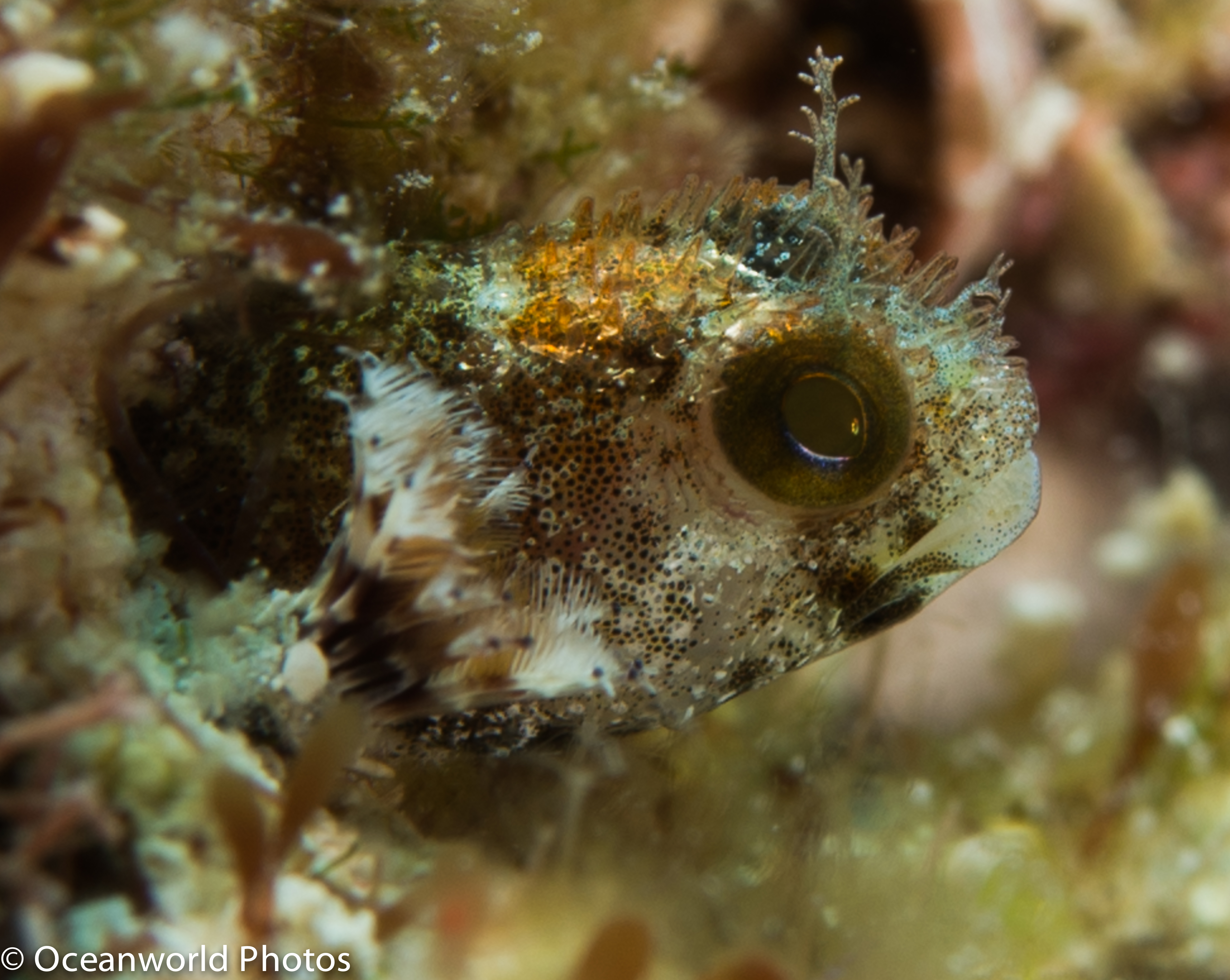 Isla_Mujeres_July_2013/Secretary-Blenny.JPG