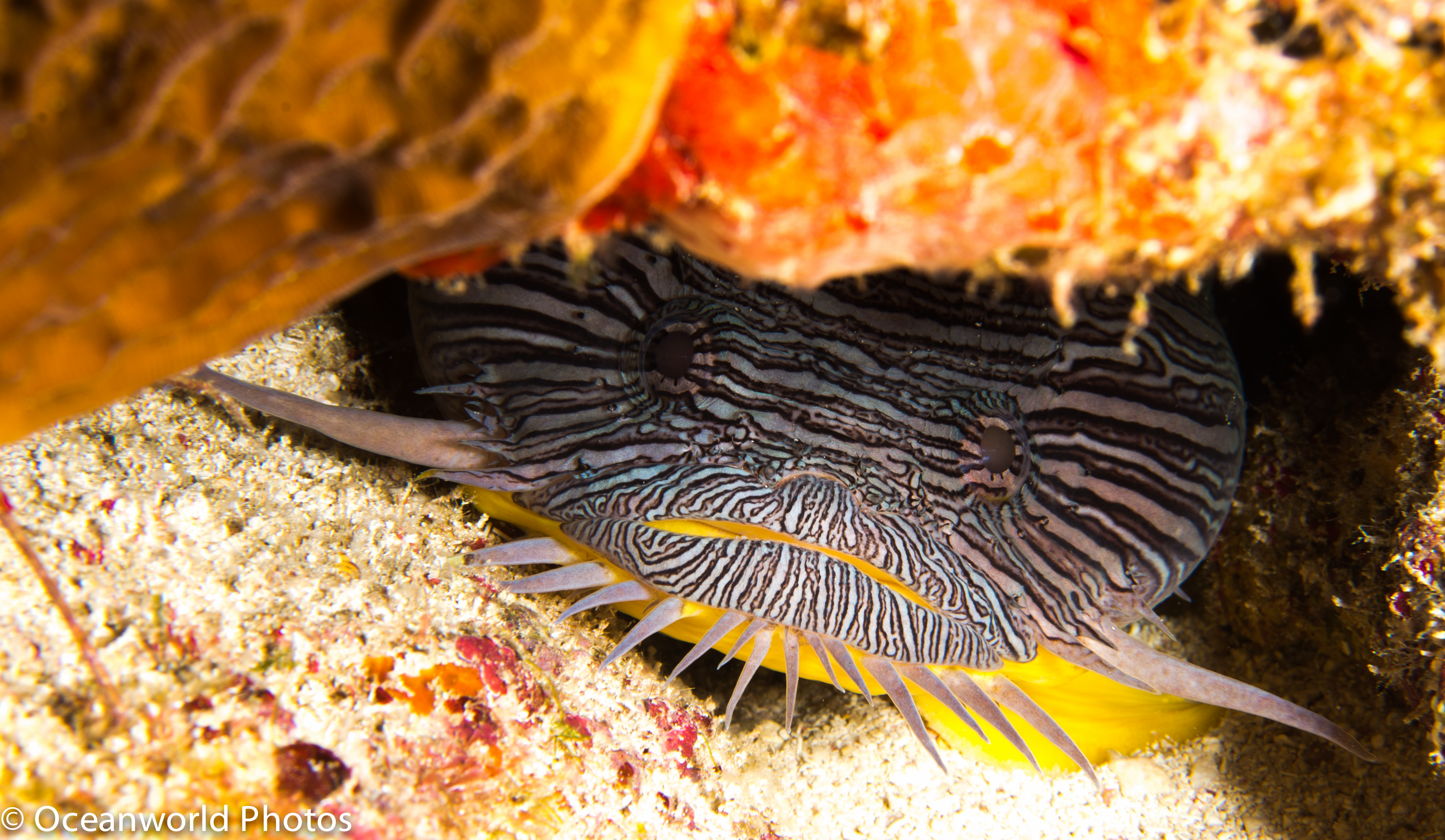 Isla_Mujeres_July_2013/Splendid-Toadfish.JPG