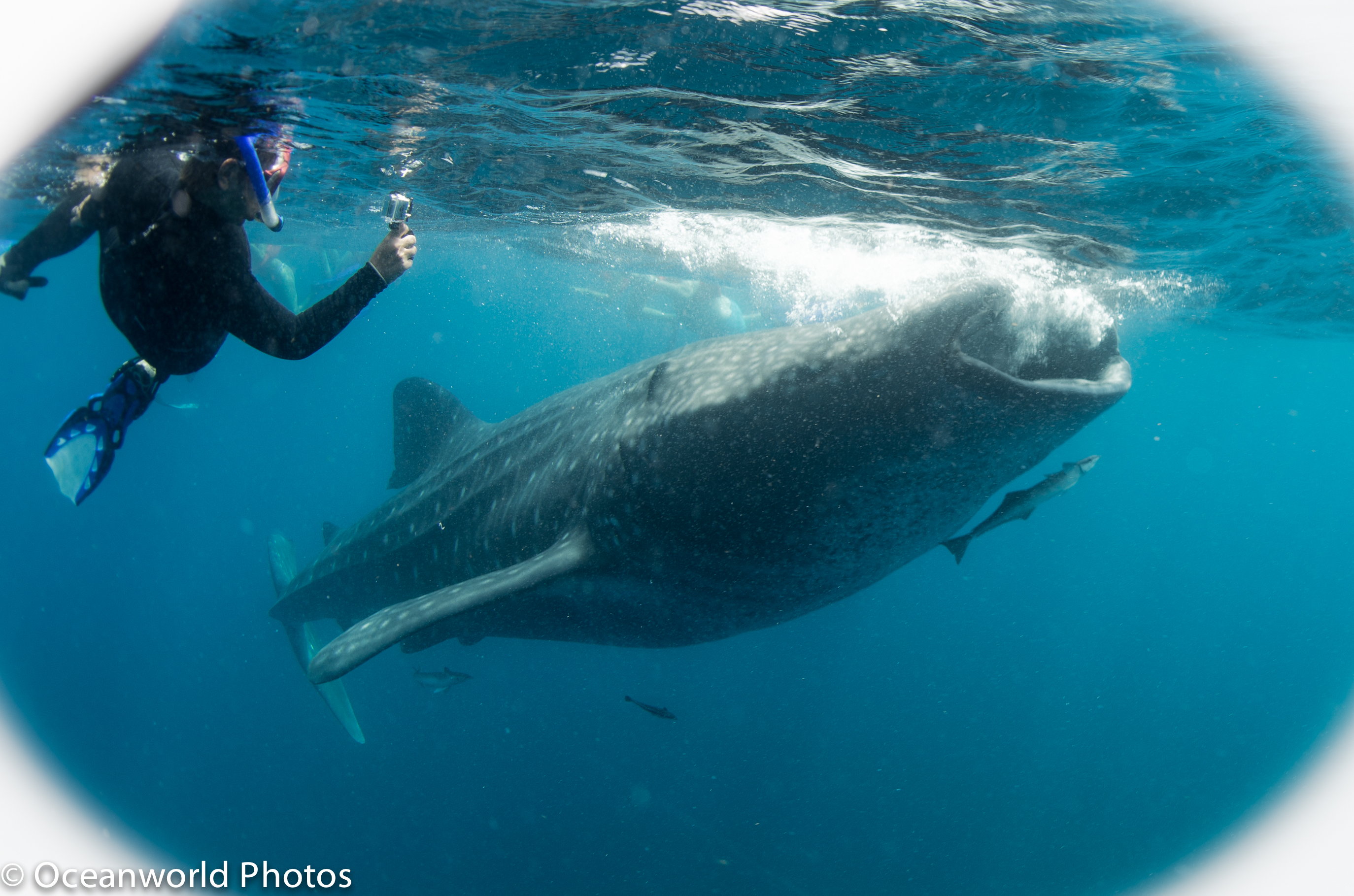 Isla_Mujeres_July_2013/Whale-Shark.jpg