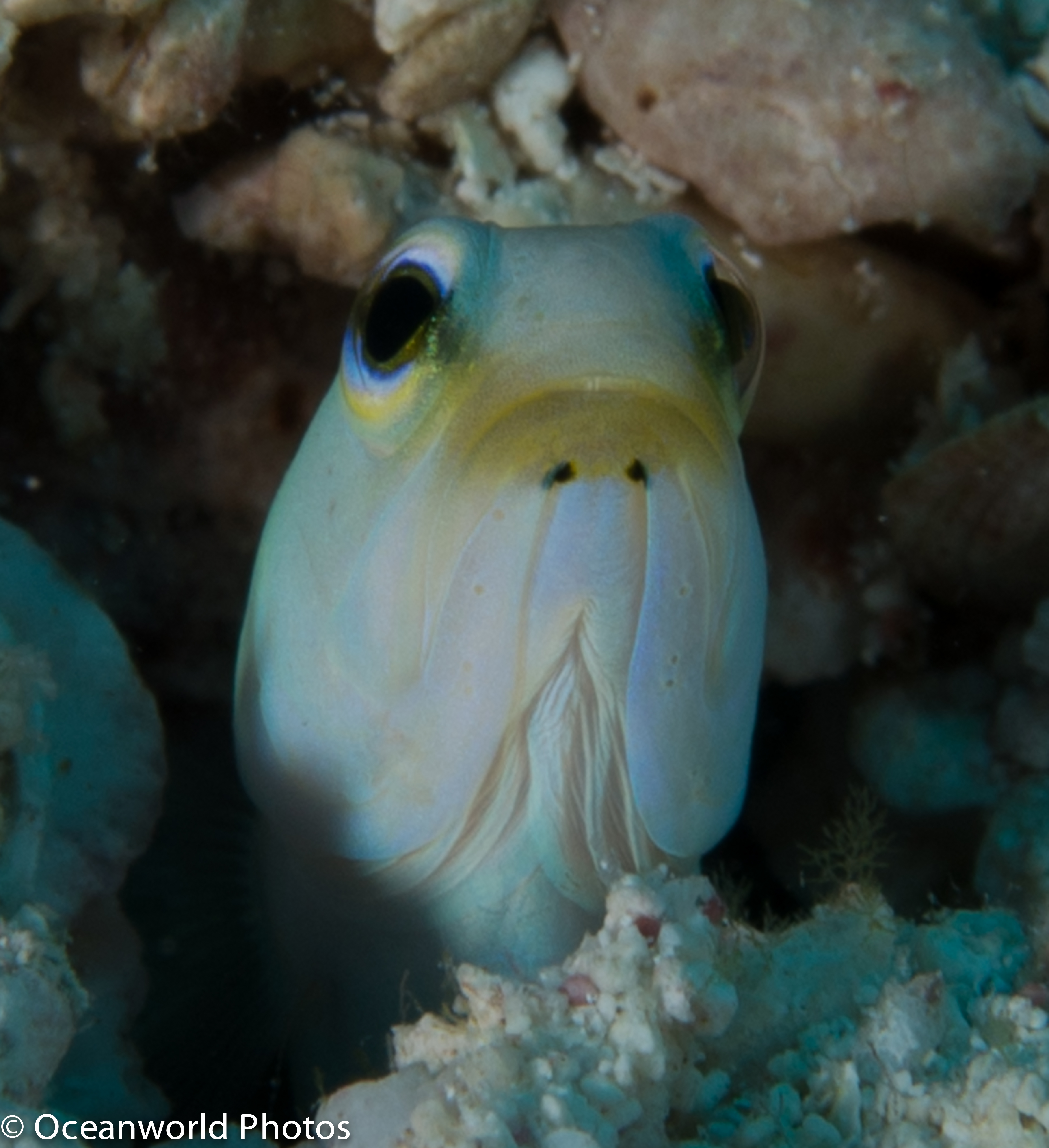 Isla_Mujeres_July_2013/Yellowhead-Grumpyfishidae-Jawfish.JPG