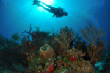 Julian_diving/DSC_0063_557.JPG