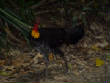Ozzie_Critters/P1000707_243small.JPG