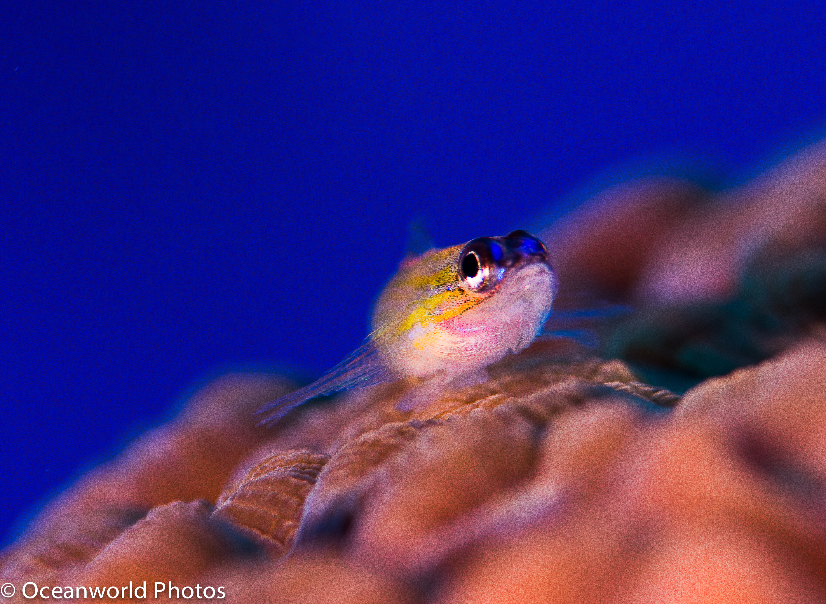 Saba_Christmas_2014/Peppermint_Goby.JPG