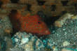 Saba_Dutch_Antillies_X_Mas_2009/Another_Bluespotted_orangefish.JPG