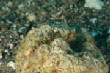 Saba_Dutch_Antillies_X_Mas_2009/Blenny.JPG