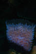 Saba_Dutch_Antillies_X_Mas_2009/Blue_Barrel_Sponge.JPG