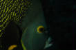 Saba_Dutch_Antillies_X_Mas_2009/French_Angelfish.JPG