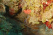 Saba_Dutch_Antillies_X_Mas_2009/Pederson_Cleaner_Shrimp.JPG