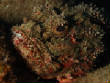 Saba_Dutch_Antillies_X_Mas_2009/Scorpion_Fish.JPG