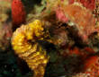 Saba_Dutch_Antillies_X_Mas_2009/Sea_Horse.JPG