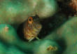 Saba_Dutch_Antillies_X_Mas_2009/Secretary_Blenny.jpg