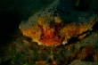 Saba_Dutch_Antillies_X_Mas_2009/ShortNosed_Batfish.JPG