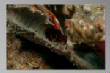 Saba_Dutch_Antillies_X_Mas_2010/Arrowhead_Crab.JPG