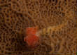 Saba_Dutch_Antillies_X_Mas_2010/Christmas_Tree_Worm.JPG