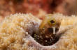 Saba_Dutch_Antillies_X_Mas_2010/Mini_Blenny.JPG