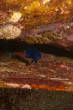 Saba_Dutch_Antillies_X_Mas_2010/Spotted_Bluefish.JPG