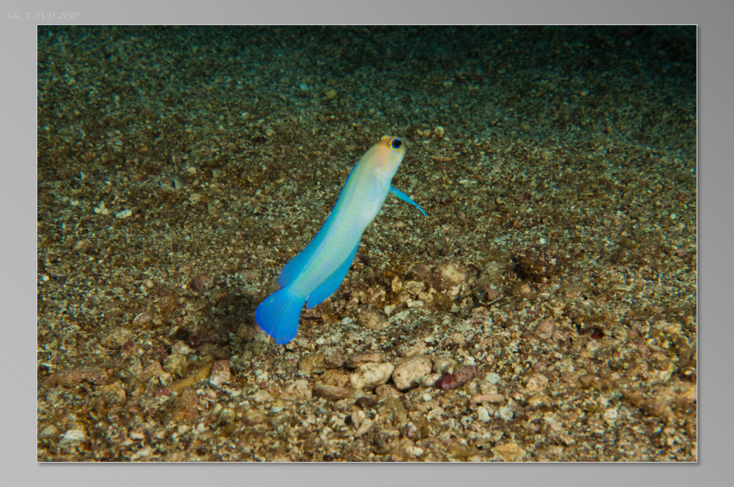 Saba_Dutch_Antillies_X_Mas_2010/Yellow_head_Jawfish.JPG