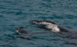 Whale_Watching_Hervey_Bay/DSC_0069.jpg