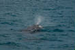 Whale_Watching_Hervey_Bay/DSC_0078.jpg