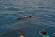 Whale_Watching_Hervey_Bay/DSC_0222_262small.JPG