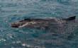 Whale_Watching_Hervey_Bay/DSC_0227.jpg