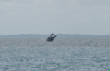 Whale_Watching_Hervey_Bay/DSC_0326.jpg