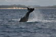 Whale_Watching_Hervey_Bay/DSC_0513_261small.JPG