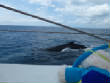 Whale_Watching_Hervey_Bay/P1010304_263small.JPG